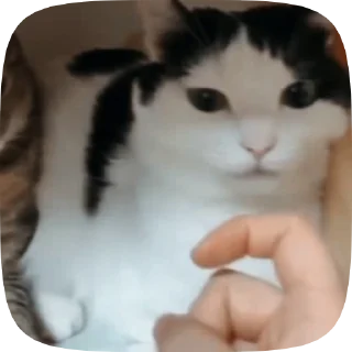 🐱 emoji Video with cats #524 @StickersPackRobot Telegram sticker 19 of 50