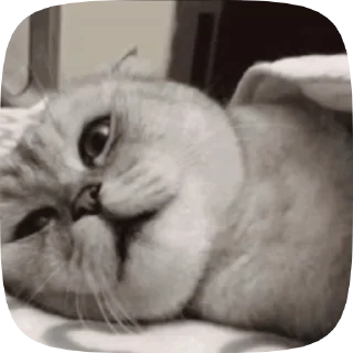 Sticker from Video with cats #524 @StickersPackRobot
