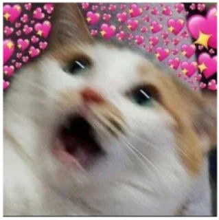Sticker from Cats