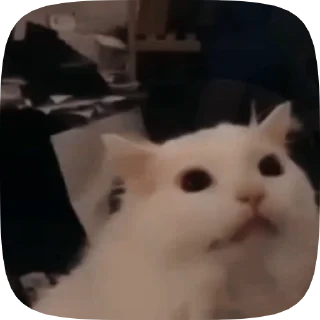 🐱 emoji Video with cats #524 @StickersPackRobot Telegram sticker 18 of 50