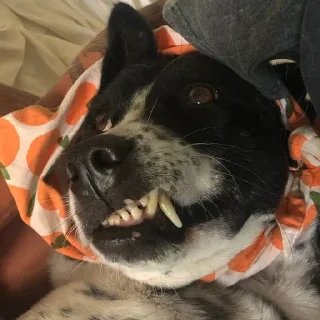 Sticker from Sarascore