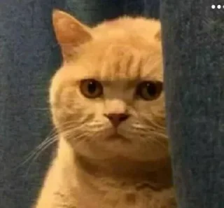 😐 emoji @JESuS420CHRisT CAT PACK Telegram sticker 19 of 116