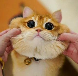 🙂 emoji @JESuS420CHRisT CAT PACK Telegram sticker 22 of 116