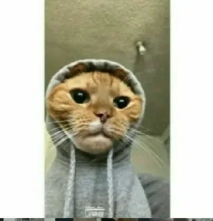 😐 emoji @JESuS420CHRisT CAT PACK Telegram sticker 20 of 116