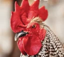 😑 emoji Cocks. @Naashii Telegram sticker 10 of 14