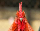 😠 emoji Cocks. @Naashii Telegram sticker 9 of 14