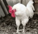 😞 emoji Cocks. @Naashii Telegram sticker 12 of 14