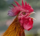 😫 emoji Cocks. @Naashii Telegram sticker 8 of 14