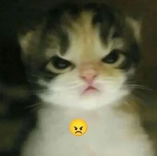 🌟 emoji Umutsuz_kedy pack by @QuotLyBot Telegram sticker 17 of 61