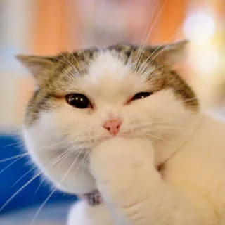😺 emoji Pishi - @Stickerabad Telegram sticker 5 of 120