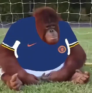 🦁 emoji Kick Orangutan Telegram sticker 23 of 24