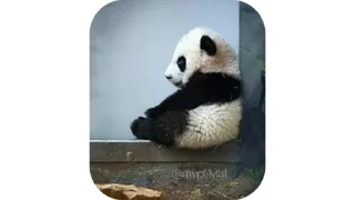 🐼 emoji @Estickrs 🌭 @Dastarkhan_Fatema Telegram sticker 14 of 103