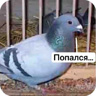 😳 emoji SQUARE MEMES от @Le_Pigeon1 Telegram sticker 24 of 61