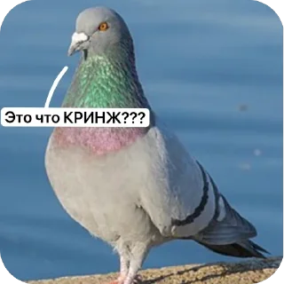 🤨 emoji SQUARE MEMES от @Le_Pigeon1 Telegram sticker 22 of 61