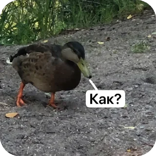 🤨 emoji SQUARE MEMES от @Le_Pigeon1 Telegram sticker 21 of 61