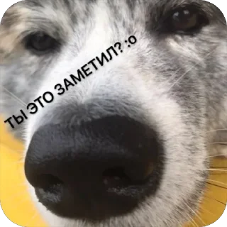 😲 emoji SQUARE MEMES от @Le_Pigeon1 Telegram sticker 17 of 61