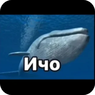 🐋 emoji SQUARE MEMES от @Le_Pigeon1 Telegram sticker 10 of 61