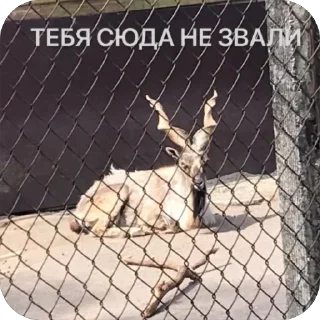 😒 emoji SQUARE MEMES от @Le_Pigeon1 Telegram sticker 4 of 61