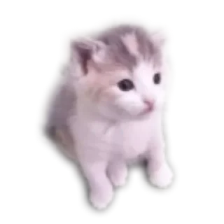 🐱 emoji @lanusikxcx golden pussy collection pack Telegram sticker 18 of 118