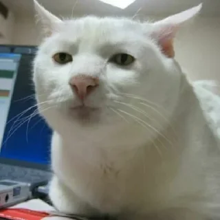 Sticker from white cat julian