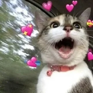 ❤️ emoji Wholesome Cats Telegram sticker 15 of 49