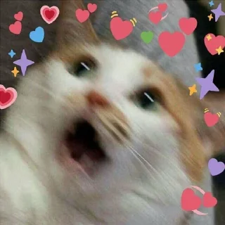 ❤️ emoji Wholesome Cats Telegram sticker 8 of 49