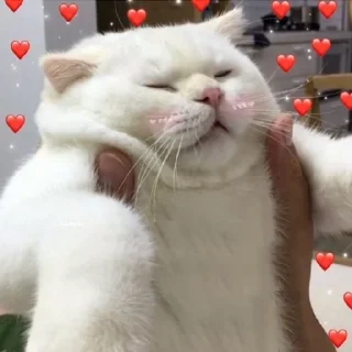 Sticker from Wholesome Cats