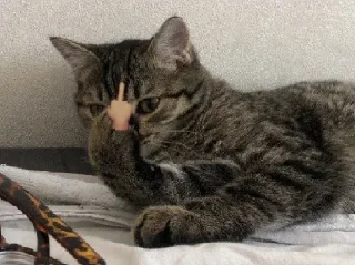 🖕 emoji N A P İ M Telegram sticker 10 of 120