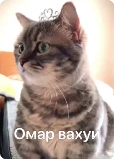 😱 emoji Омар чурка Telegram sticker 6 of 39