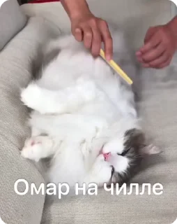 😌 emoji Омар чурка Telegram sticker 24 of 39
