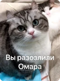 😡 emoji Омар чурка Telegram sticker 22 of 39