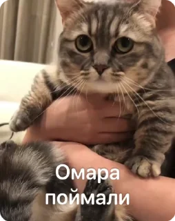 Sticker from Омар чурка