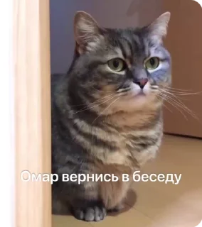 🙌 emoji Омар чурка Telegram sticker 19 of 39