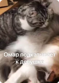 👯‍♀️ emoji Омар чурка Telegram sticker 17 of 39