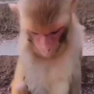 😧 emoji monkeys 1 by @monkeyssgifs Telegram sticker 23 of 50