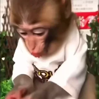🍓 emoji monkeys 1 by @monkeyssgifs Telegram sticker 24 of 50
