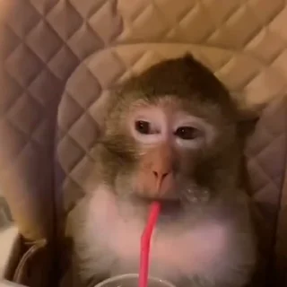 🌟 emoji monkeys 1 by @monkeyssgifs Telegram sticker 21 of 50