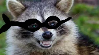 Sticker from Racoon's return (Marco[Lw])
