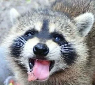 Sticker from Racoon's return (Marco[Lw])