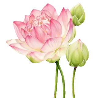 🌸 emoji @lou2lou2aa MIXED Telegram sticker 7 of 24
