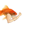 💪 emoji Goldfish's Shitty Meme Pack Telegram sticker 5 of 92