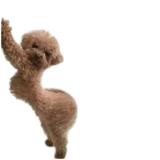 🐶 emoji No funny funny Telegram sticker 12 of 17