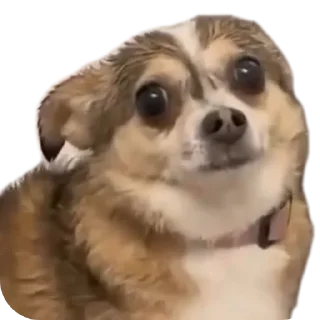 🐶 emoji No funny funny Telegram sticker 8 of 17