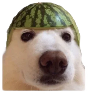 🥺 emoji not funny. By @FedeIsHere Telegram sticker 9 of 18