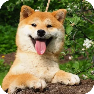 👍 emoji Шиба-иночки (≡^∇^≡) Telegram sticker 12 of 46
