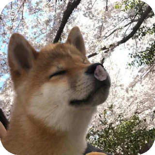 👍 emoji Шиба-иночки (≡^∇^≡) Telegram sticker 17 of 46