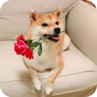 👍 emoji Шиба-иночки (≡^∇^≡) Telegram sticker 23 of 46