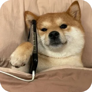 👍 emoji Шиба-иночки (≡^∇^≡) Telegram sticker 14 of 46
