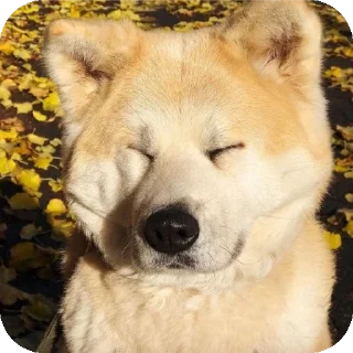 👍 emoji Шиба-иночки (≡^∇^≡) Telegram sticker 21 of 46