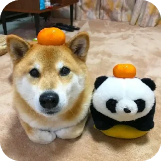 👍 emoji Шиба-иночки (≡^∇^≡) Telegram sticker 13 of 46
